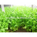 High quality tender crisp fragrance yellow celery seeds for growing